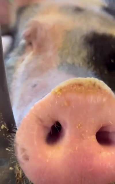 Pork and nuts