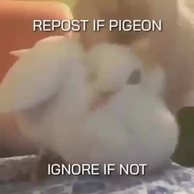 Well? Is it pigeon?