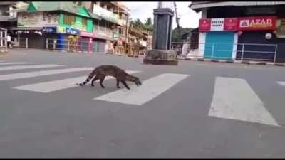 🔥 Civet cat ventures into an Indian town during lockdown.