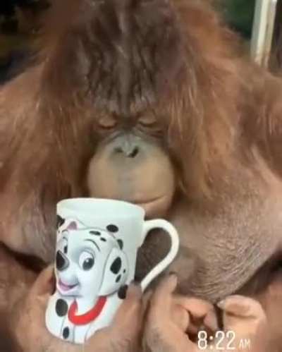 El admin por las mañanas 😈🤙