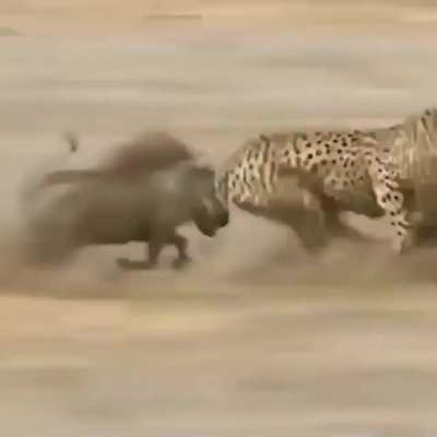 warthog plays the uno reverse card.