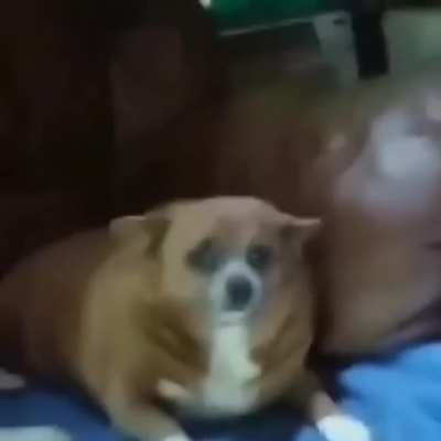 sausage roll