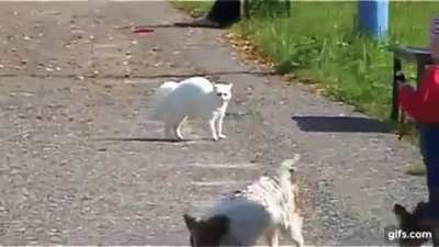Боевой Кот