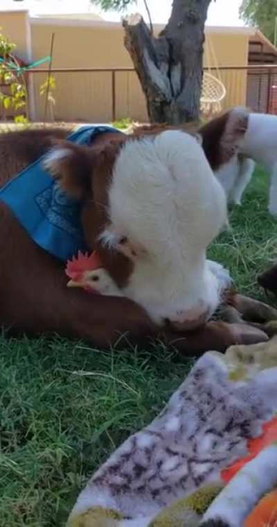 Cow &amp;amp; Chicken Cuddles