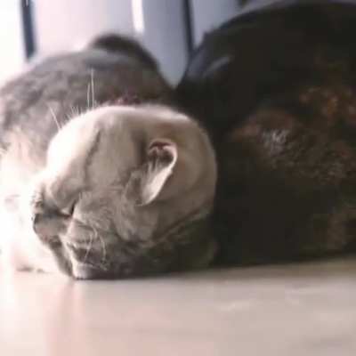Cuddling Up