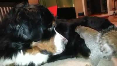 Squirrel makes dog nut