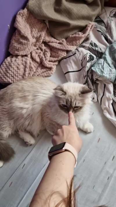 I can't the cat