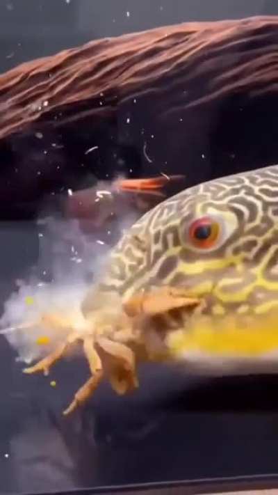 What a nice crab!