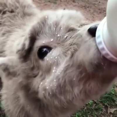 Nom nom nom so delicious