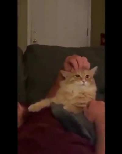 Cat scream