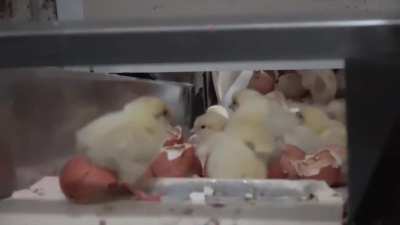 Hatchery Culling