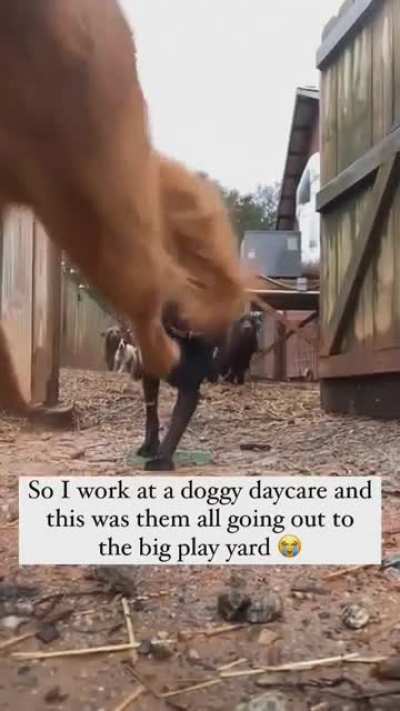 Dogs being dogs