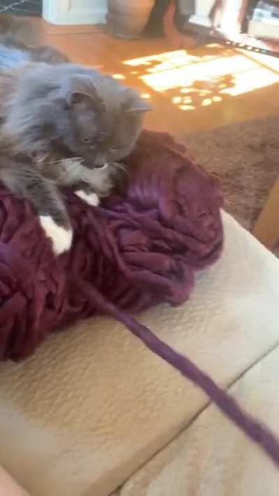 Well, she&rsquo;ll at least win the cutest &ldquo;helper&rdquo; award&hellip;