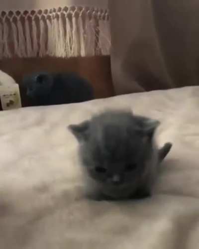 Potato, or Tadpole?