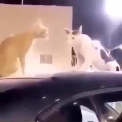 Cursed_Cat