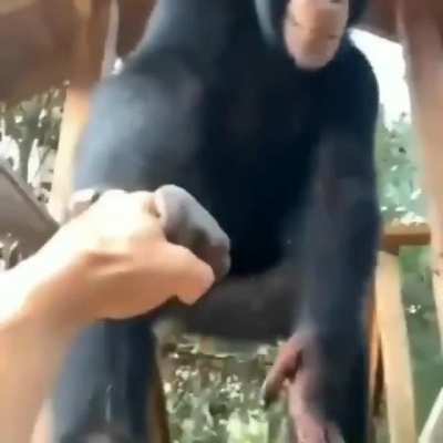 Respect monkey