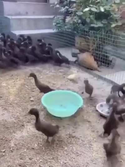 Amk ırk&ccedil;ıları :(