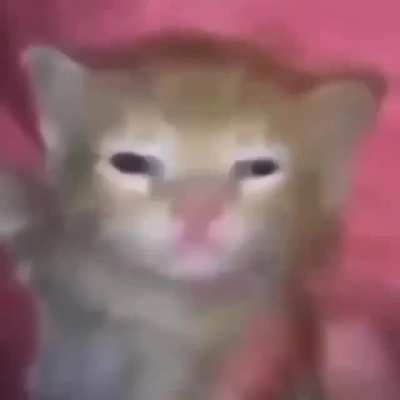 Ramirez 😺