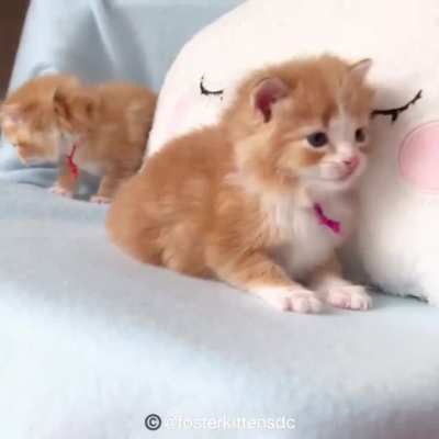 Smol sneeze