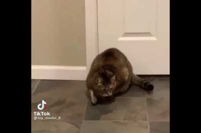 Dork chonk