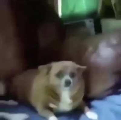 Sausage dog