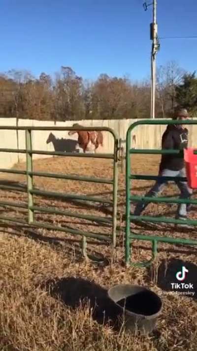 Horse for sale. Very talented.