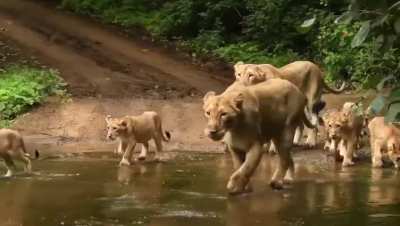 A royal family gathering. Gir, India