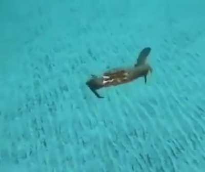 Enemy crab chopper in coming