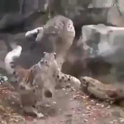 2x Combo