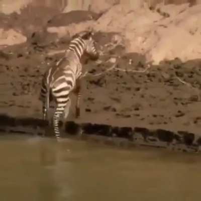 Crocodile dies inside (repost)