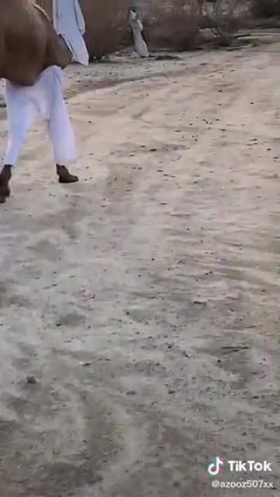 a camel stole my clothes