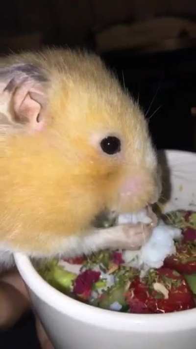 This was Boop on her third birthday💕I always made her a special treat for her special day!