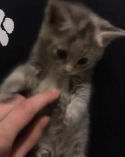 This is my sweet baby friend Sabrina! She has 2 sisters: Jill and Kelly, and a brother: Charlie...we love themed kitten names!!