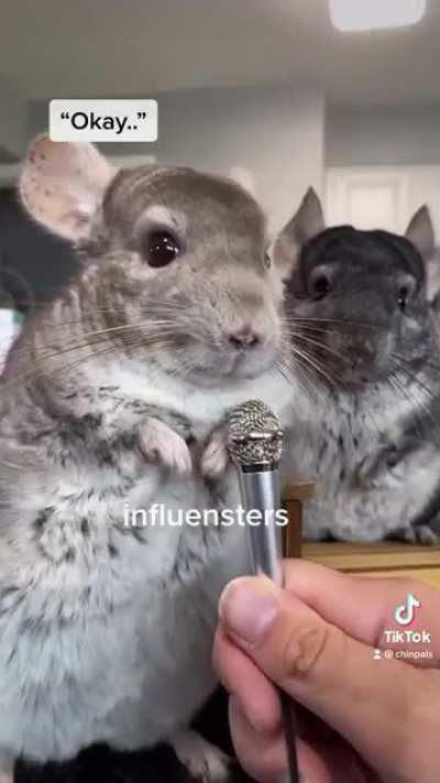 The Chinfluencers bills are paid