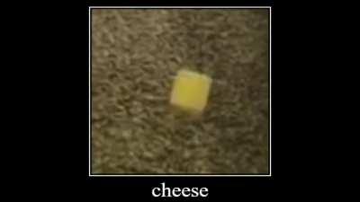 cheese