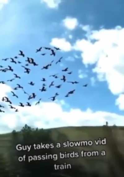 Slow motion birds