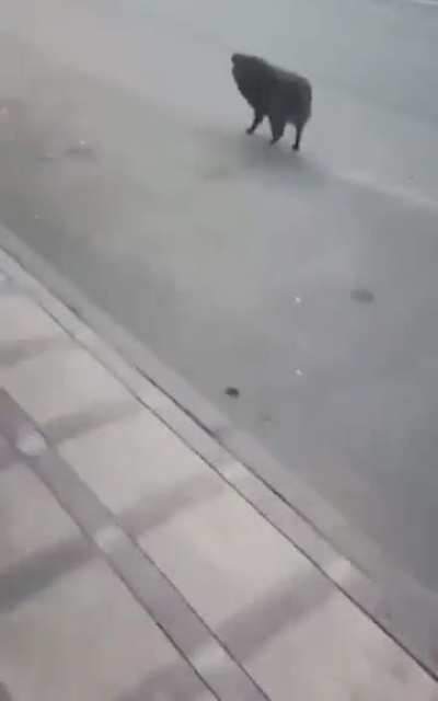 Man angers doggy