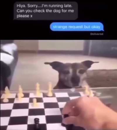 check the dog for me
