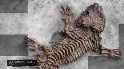 Fossils are echoes of an ancient past—and they can help paint a picture of the planet's history.
