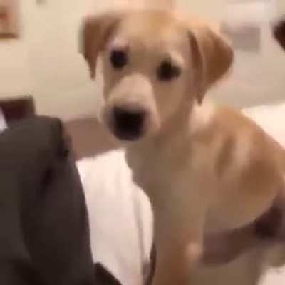 You think this is funny hooman