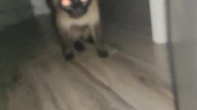My cat every night before going to sleep