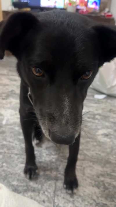 Oreo loves potato chips but only very good crispy ones only.