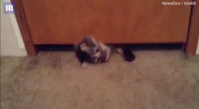 Liquid cat pours under door!