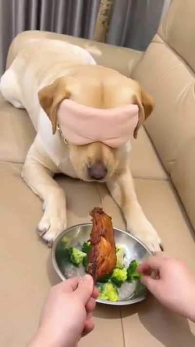 How Smart this Dog is...