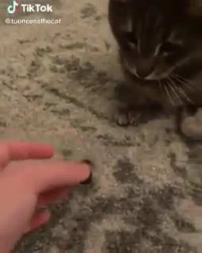 Gatos.