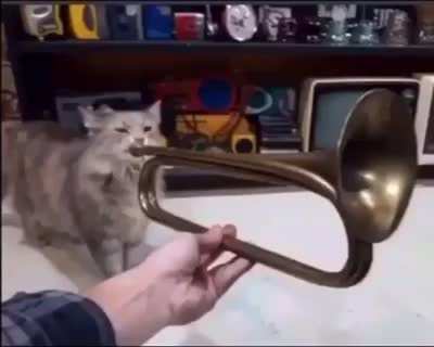 trumpet