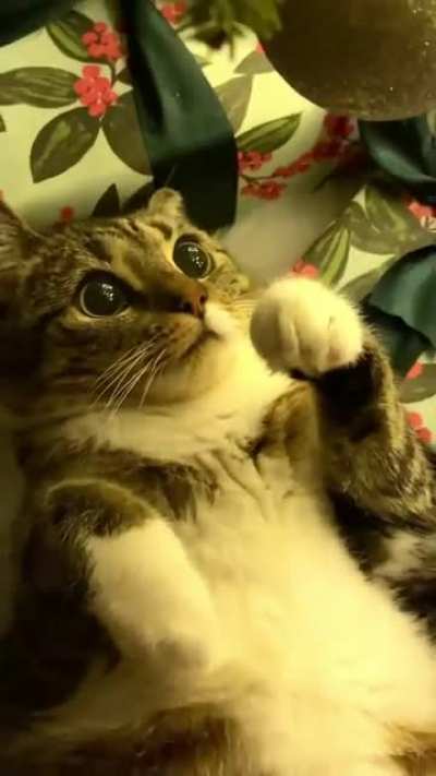 Look at the twinkle in those eyes...