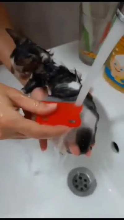 cat rescue operation