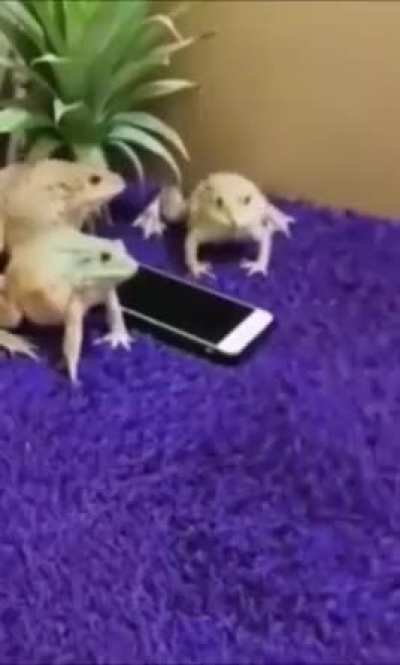 Frog, defender of phone