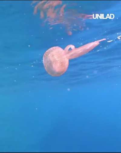 Fuck this jellyfish in particular.